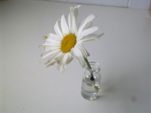 eight-petals:

this cute little vase was at my sister’s house!  i wanted to steal it haha