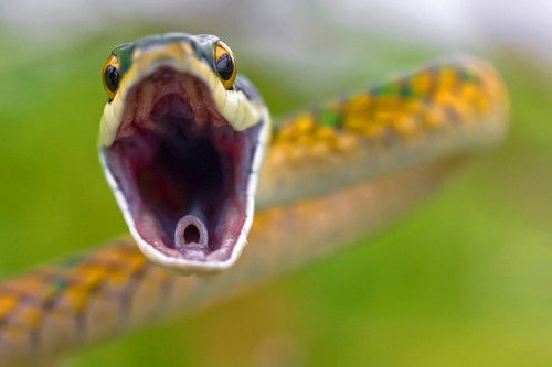 Parrot Snake Pictures Gallery