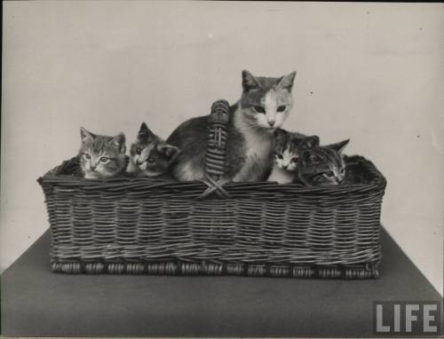 cute black and white cats and kittens. Tags: vintage cats kittens