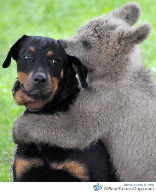 funny pictures of dogs with captions. telegraph A bear cub named Medo plays with the Logar family dog in Podvrh