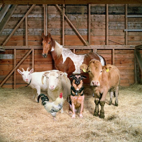 Fantastic Portraits of Farm Animals - Rob Macinnis
