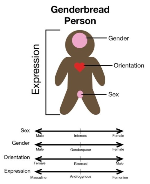 Another version of the genderbread person - gay .org.uk