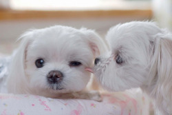 This is what you call&#8230; PUPPY LOVE ♥

Fill yourself with more kawaii images only here at Kawaii Blast, where kawaiiness keeps on blasting! 