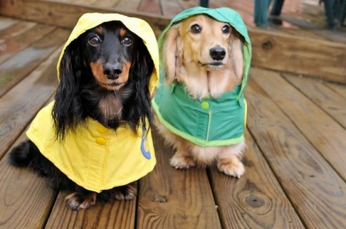 Two dachsunds wearing hooded raincoats