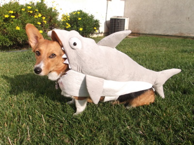 shark-dog