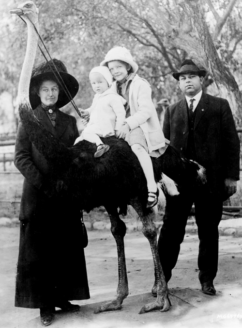 bon-aventures:

Myrna Loy, 7, riding an ostrich with her younger brother David, surrounded by their parents Adelle and David Sr.
