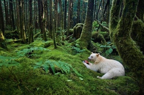 Spirit BearGreat Bear Rainforest, British ColumbiaPhoto: Paul Nicklen
In a moss-draped rain forest in British Columbia, towering red cedars live a thousand years, and black bears are born with white fur.
&#8220;Paul Nicklen is a master at getting closer. He gets close enough to take this beautiful forest with this beautiful bear, eating a salmon, and make it all come together in a photograph that captures your imagination. I feel like I&#8217;m there. I can almost smell that forest, the bear. This is Paul&#8217;s home. This looks like a photo he took in his backyard of a dear friend.&#8221;

—Chris Johns, Editor in Chief