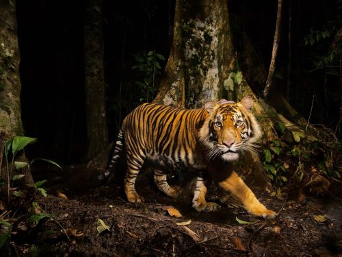 Tiger, IndonesiaPhoto: Steve Winter
A tiger peers at a camera trap it triggered while hunting in the early morning in the forest of norther Sumatra, Indonesia. Tigers can thrive in many habitats, from the frigid Himalaya to tropical mangrove swamps in India and Bangladesh.