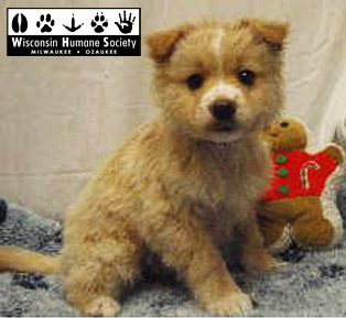 humane society puppies  for adoption