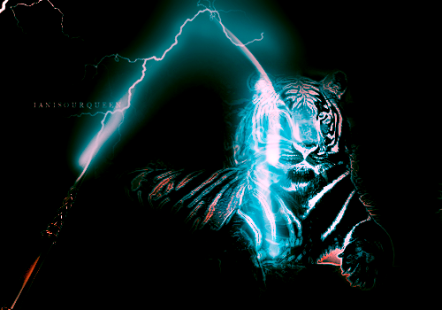 PATRONUS ANALYSIS: 027. THE TIGER

The tiger is a very strong, independent patronus. They have a fierce personality to them that they show openly, and have no problem doing it. However, there is more to them than just an impression, they have parts of their past that are a bit dark, and that has caused them to grow a bit cynical. They don’t like to show their feelings to others, as they like to maintain the impression for themselves and for others that they are unbreakable. They are not fast to warm up to anyone, but once they do they will protect you with all that they have. The most common house for a tiger patronus is Slytherin. The most common signs are Gemini and Aquarius.
Check the link above before requesting an animal.
