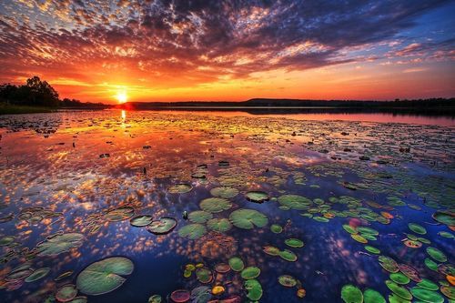 beauty (sunset,lilies,nature,beautiful,lake,sky,clouds)