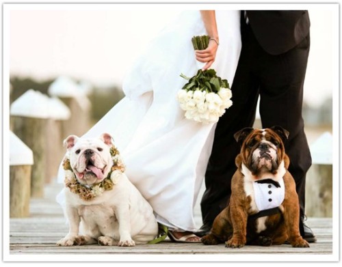 Love that the dogs dressed up like a bride and groom as well.
Photography:  Joe Mikos