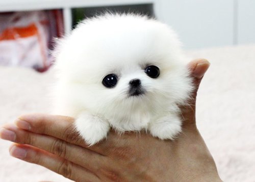 keepcalmand-kissme:

laurennvalentine:

It’s like a puppy….but a baby seal….but a snowball with eyes…
AHHHHHH.

OHMYGOD! :D