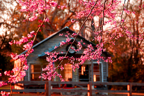 Cherry Blossoms, Richmond, Virginia
photo via always