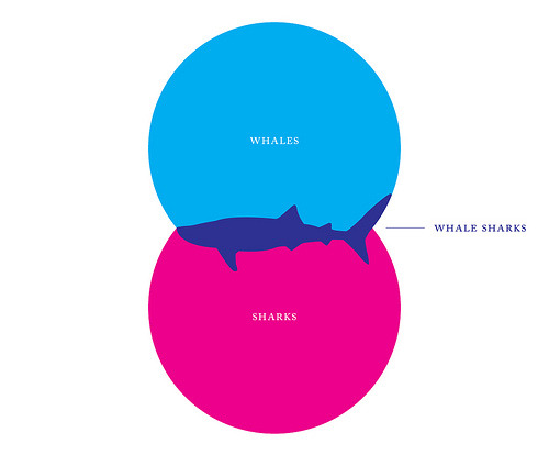 Whale or Shark?