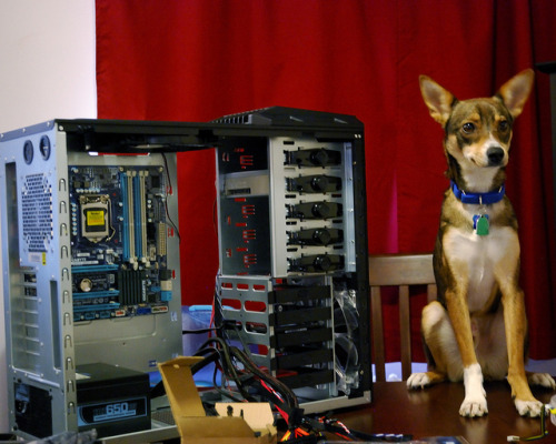 WHAT THE FUCK DOG WHY ARE YOU TAKING APART THAT COMPUTER