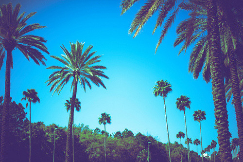 Beach Palm Trees Tumblr