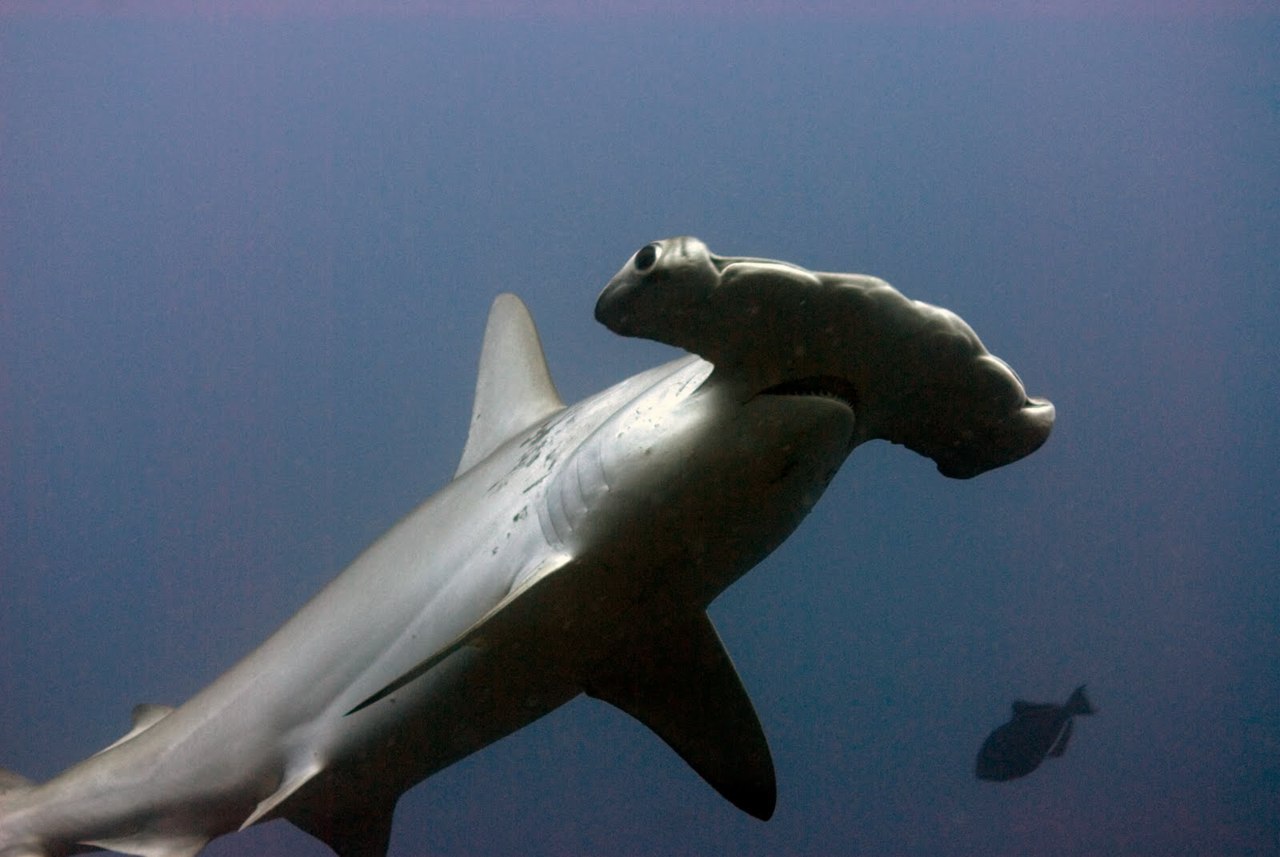 Tiburones que puedes encontrar en el Mediterráneo