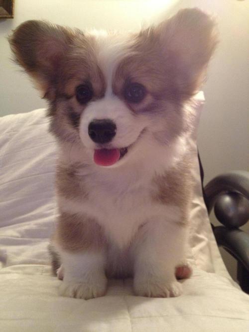Adorable Fluffy Puppy