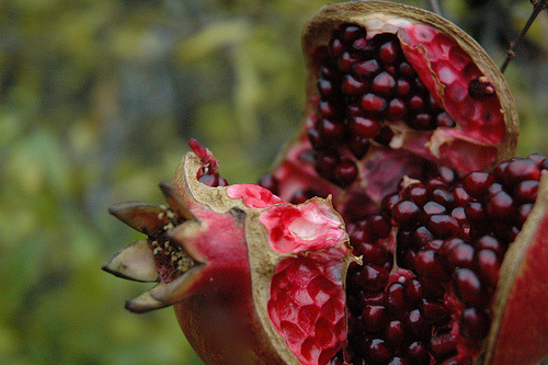 righteousbabe: Favorite Fruit: In the Warda’s Garden (via...