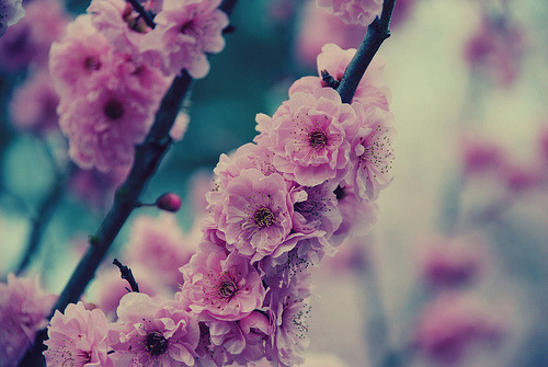 fluffy, pink blossoms (by mrs. french) 