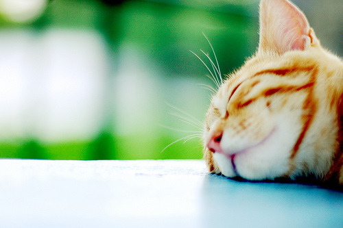On a beautiful sunny day, leave me alone!! I am sleeping comfortably. Zzz.. Zzz&#8230; (by ღMayuღ) 