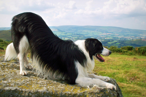 Downward facing dog - border collie