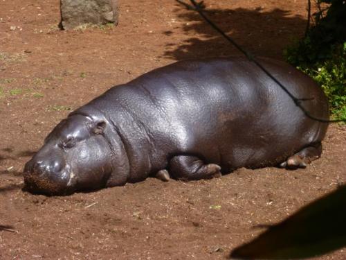 Pygmy Hippo!