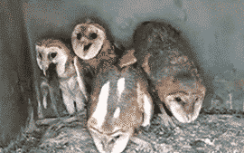  Owls confirmed to be the creepiest birds ever. LOOK AT THE FUCKING THINGS. If you fail to notice the one on the left fucking SWALLOWING a rat, then you have the dude singing some satanic chant or something next to him, and then you have those two other fucking psychos synchronized to make you feel creeped the fuck out with their soulless dance of FUCKING DOOM. leave owls alone