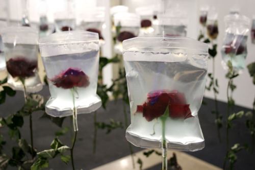 Min Jeong Seo The stalks of these flowers are already dried up, but their blossoms are preserved and kept fresh by the medical infusion bags. The life-span of every living creature is limited. The infusion bags stand for the progress in medicine and the prolongation of human life. They somehow carry an ambivalent message as they refer to both death and life the same time. To preserve the beauty of the flowers artifically with the help of the infusion bags points out man’s inclination to repress the fact that he has to die and to postpone death. 