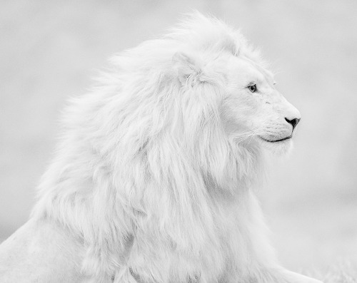 perisima: (через 500px / Photo "Белый лев" на Шломи нисим) 