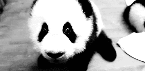 i want a panda