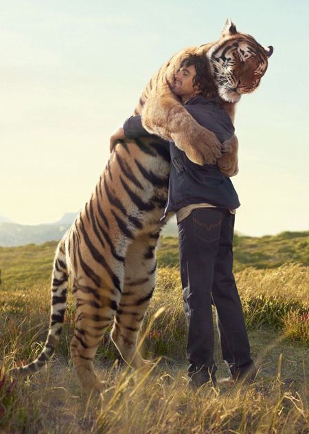 invincible-invisible: oh my god, tigers are huge 