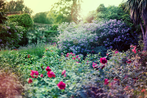 secret garden (by Kitty Gallannaugh) 